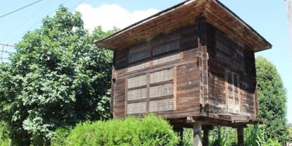 Samsun'da 160 yıllık "seren" hayran bırakıyor