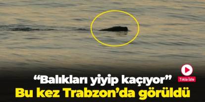 Bu kez Trabzon'da görüldü! "Balıkları yiyip kaçıyor"