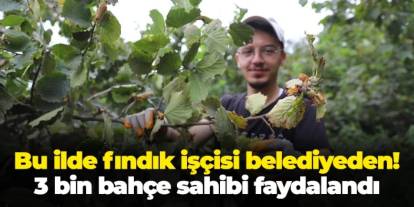 Ordu'da fındık işçisi belediyeden! 3 bin bahçe sahibi faydalandı