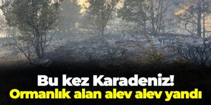 Bu kez Karadeniz! Ormanlık alan alev alev yandı