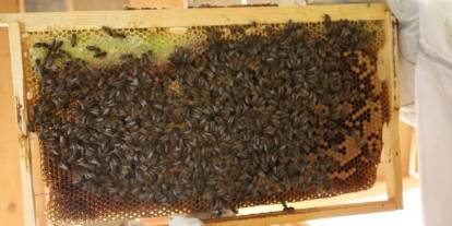 Artvin'de 2025 yılı bal fiyatları belirlendi