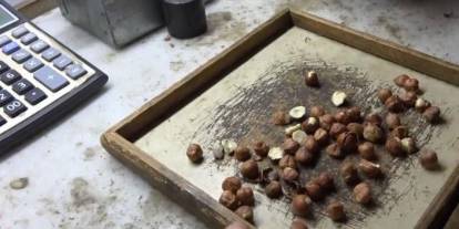 Giresunlu fındıkçıdan randımana göre fındık fiyatını hesaplayan yazılım