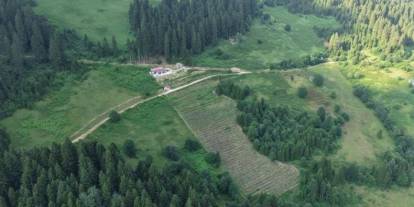 Trabzon'da ormanların arasında bahçe kurdu! İlk hasadı yapacak