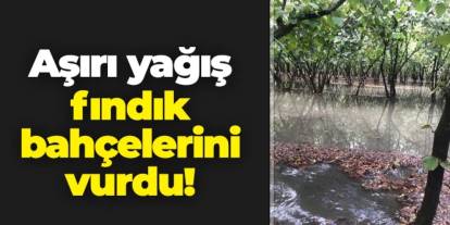 Aşırı yağış fındık bahçelerini vurdu!
