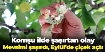 Gümüşhane'de şaşırtan olay: Elma ağacı mevsimi şaşırdı, Eylül'de çiçek açtı