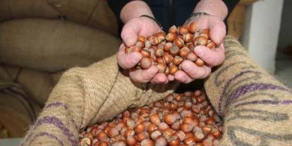 Trabzon'da fındık fiyatları fırladı! İşte son durum
