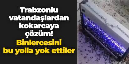 Trabzonlu vatandaşlardan kahverengi kokarcaya çözüm! Binlercesini bu yolla yok ettiler
