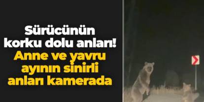 Bayburt'ta sürücünün korku dolu anları! Anne ve yavru ayının sinirli anları kamerada