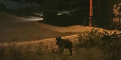 Ordu'da çocuk domuz saldırısından son anda kurtuldu
