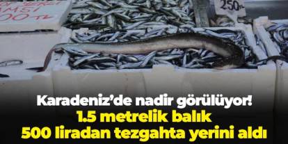 Karadeniz'de nadir görülüyor! 1.5 metrelik balık 500 liradan tezgahta