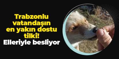 Trabzonlu vatandaşın en yakın dostu tilki! Elleriyle besliyor