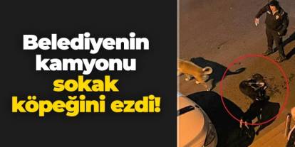 Belediyenin kamyonu sokak köpeğini ezdi!