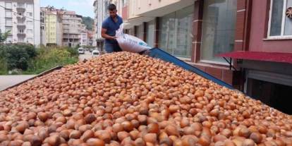 Trabzon'da fındık fiyatlarında son durum: 26 Eylül 2025 Cuma