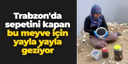 Trabzon'da sepetini kapan bu meyve için yayla yayla geziyor