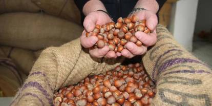 Fındık fiyatları çıkışta! İşte Trabzon ve illere göre son durum
