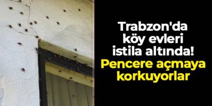 Trabzon'da köy evleri istila altında! Vatandaşlar çaresiz