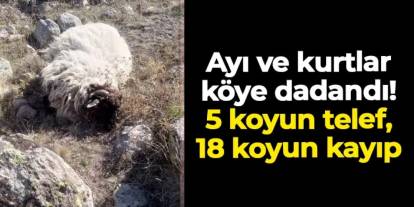 Ayı ve kurtlar köye dadandı!  5 koyun telef, 18 koyun kayıp