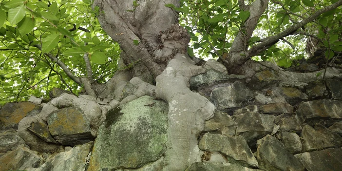 yomrada-tarihi-kale-icin-harekete-gecildi-4.webp