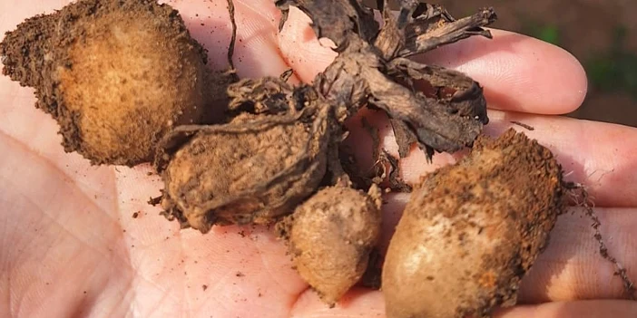 trabzonda-salep-hasadi-yapildi-4.webp
