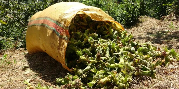 findik-hasadi-basladi-2.webp
