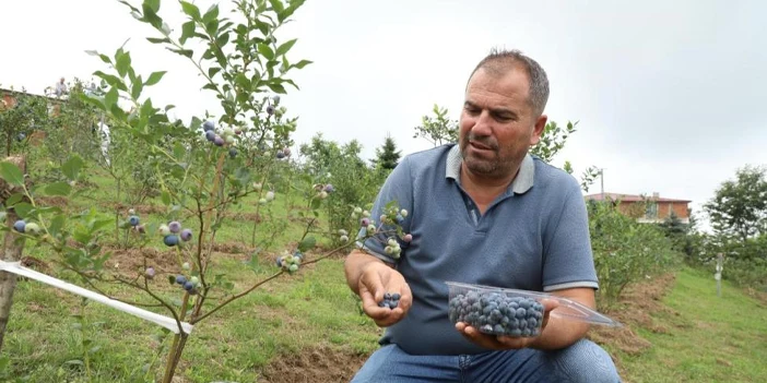 mavi-yemista-hasat-basladi-ordu-1.webp