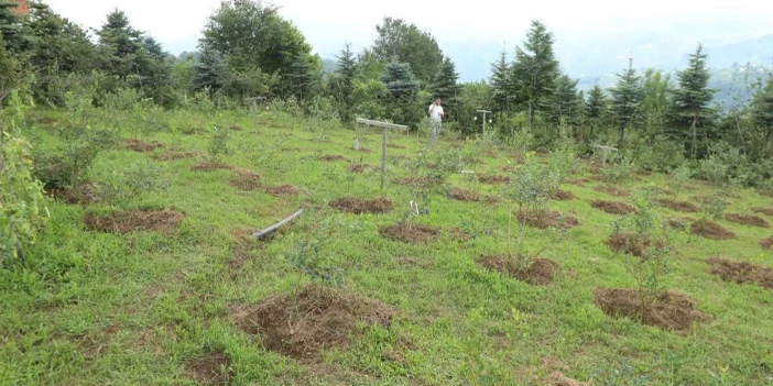 mavi-yemista-hasat-basladi-ordu-3.webp