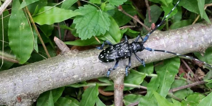 trabzonda-drakula-alarmi-4-bin-dekar-findik-bahcesi-sokuldu-001.jpg
