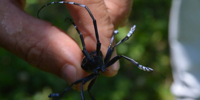 trabzonda-drakula-alarmi-4-bin-dekar-findik-bahcesi-sokuldu.jpg