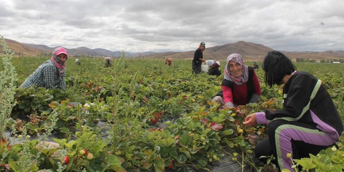 bayburt-cilek-uretimi-3.jpg