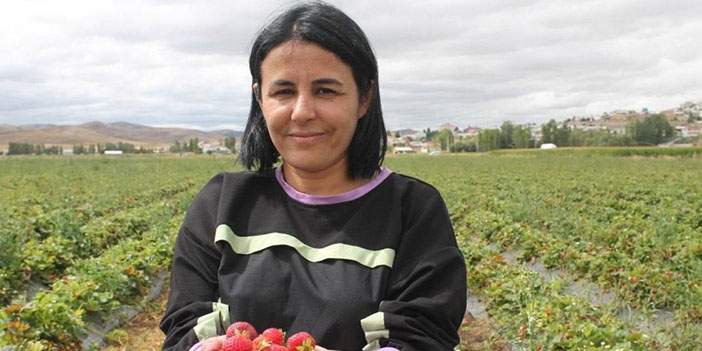 bayburt-cilek-uretimi-5.jpg