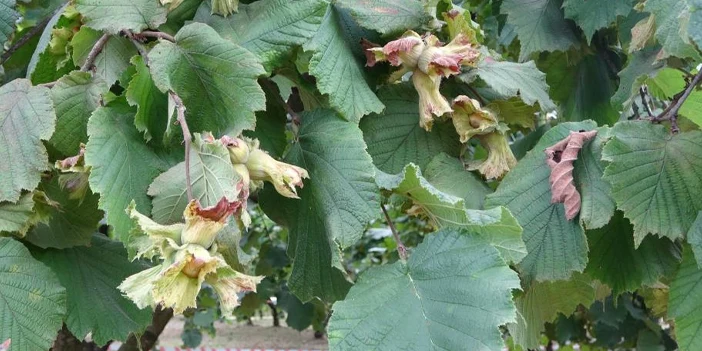 hasat-yapildi-findik-2.webp