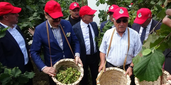 hasat-yapildi-findik-4.webp