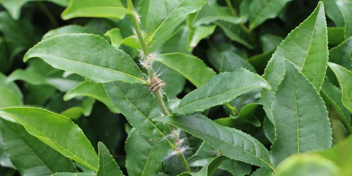 vampir-kelebek-yeniden-hortladi-2.jpg