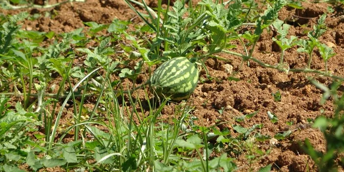 yalincak-karpuzu-uzdu-2.webp