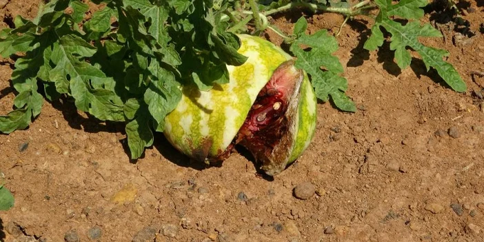 yalincak-karpuzu-uzdu-5.webp