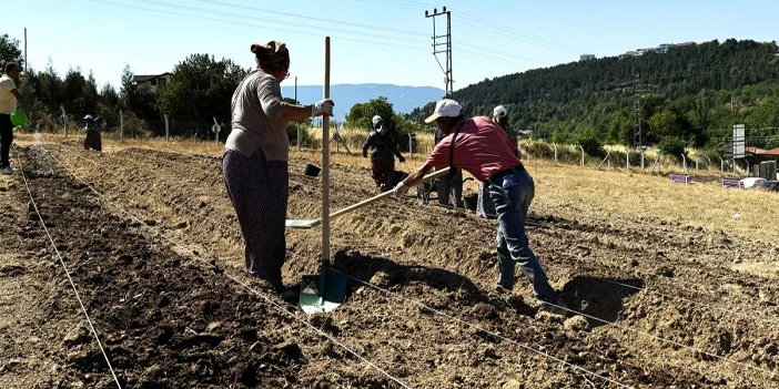 safran-dikimi-basladi-3.webp