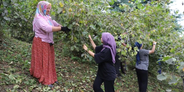 findik-iscisi-belediyeden-3.webp