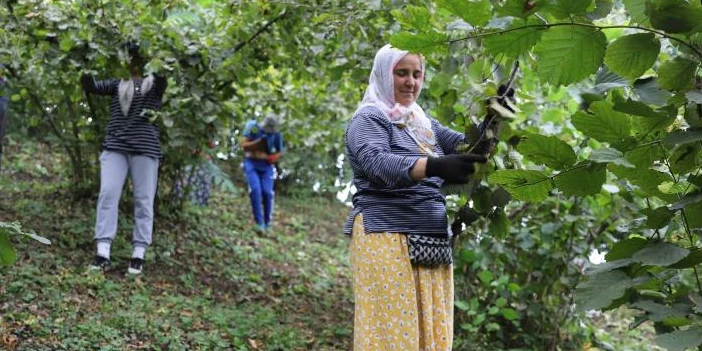 findik-iscisi-belediyeden-4.webp