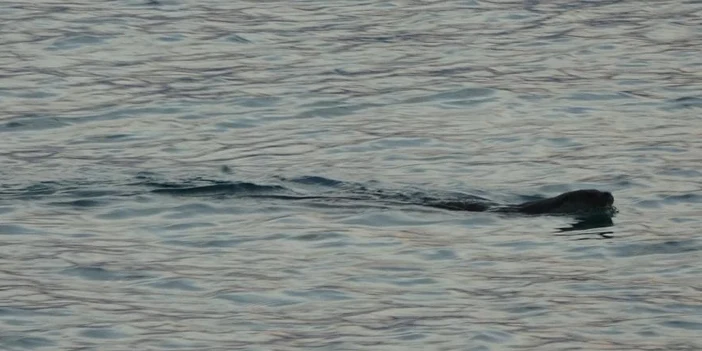uzman-isimden-su-samuru-uyarisi-1.webp