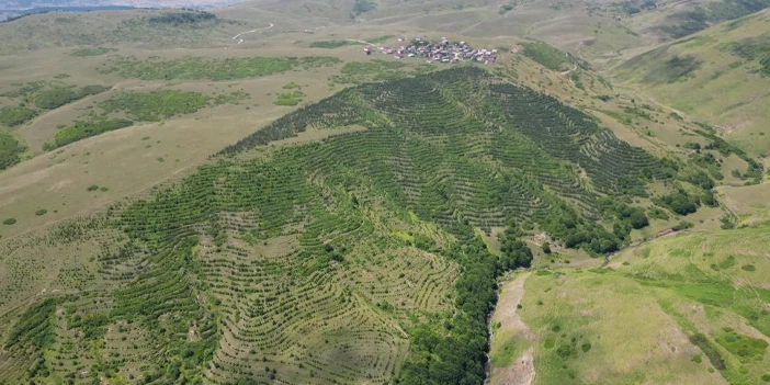 kendi-imkanlariyla-bozkiri-ormana-cevirdiler-1.webp