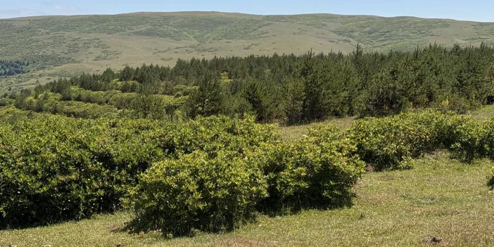 kendi-imkanlariyla-bozkiri-ormana-cevirdiler-3.webp