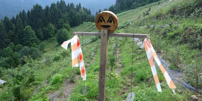 trabzon-bahce-kurdu-6.webp