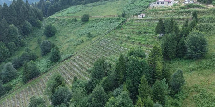 trabzon-bahce-kurdu-7.webp