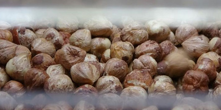 trabzonda-findikta-randiman-dustu.jpg