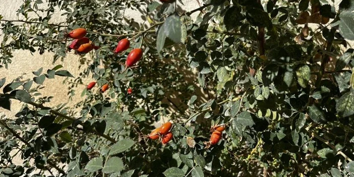 kusburnu-1.webp