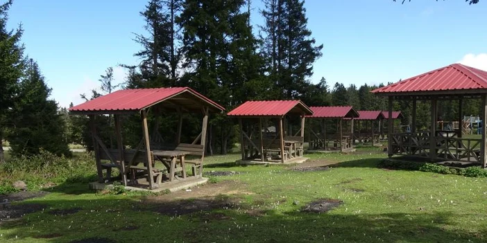 yayla-vargit-cicekleri-5.webp