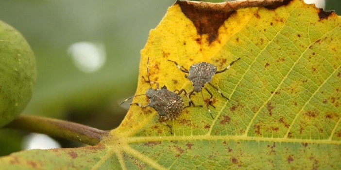 kokarca-icin-carpici-uyari-2.webp