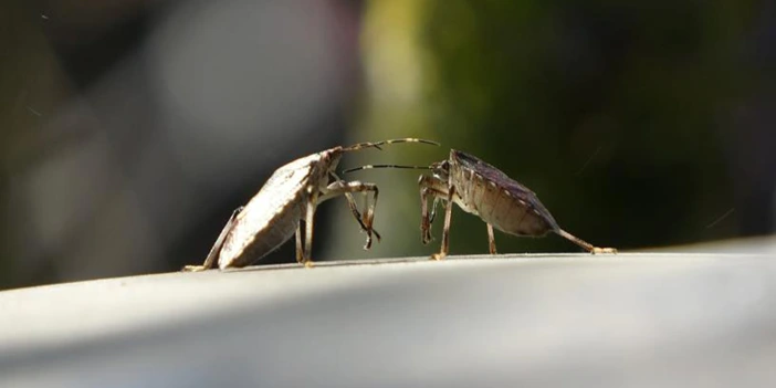 kokarca-icin-carpici-uyari-4.webp