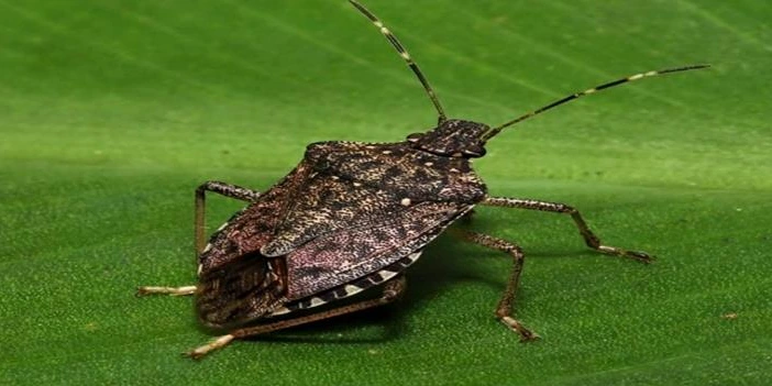 kokarca-icin-carpici-uyari-5.webp