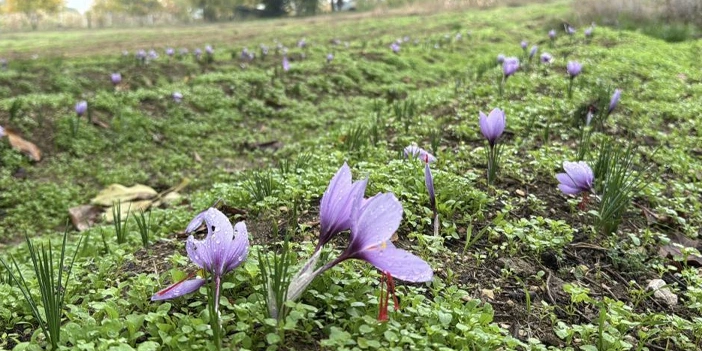 kilosu-600-bin-lira-7.webp